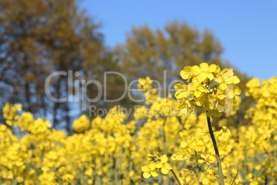 gelbes Rapsfeld mit Bäumen und Wiese makro