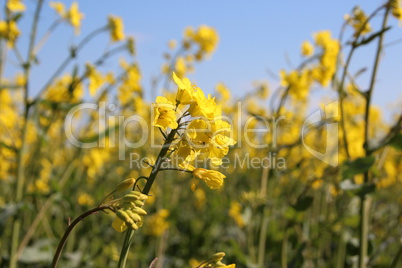 gelber Raps mit blauem Himmel