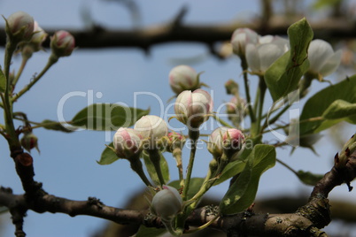 Alter Birnenbaum mit Blüten, Knospen und blauem Himmel