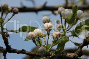 Alter Birnenbaum mit Blüten, Knospen und blauem Himmel