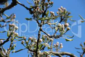 Alter Birnenbaum mit Blüten, Knospen, blauer Himmel