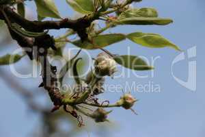 Alter Birnenbaum mit Blüten, Knospen, blauer Himmel