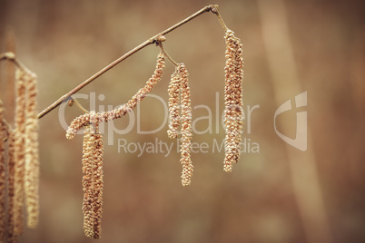 Gemeine Hasel - Corylus avellana - männliche Blüten