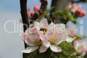 Alter Birnenbaum mit Blüten, Knospen, Biene, blauer Himmel