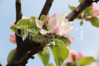 Alter Birnenbaum mit Blüten, Knospen, Biene, blauer Himmel