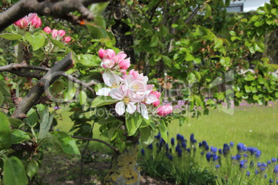 Apfelbaum Blüte