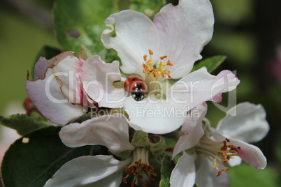 Apfelbaum Blüte mit Marienkäfer