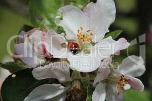 Apfelbaum Blüte mit Marienkäfer
