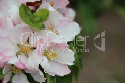 Apfelbaum Blüte mit Wasser nach Regen