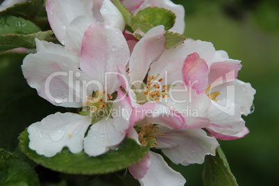 Apfelbaum Blüte mit Wasser nach Regen