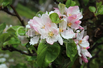 Apfelbaum Blüte mit Wasser nach Regen