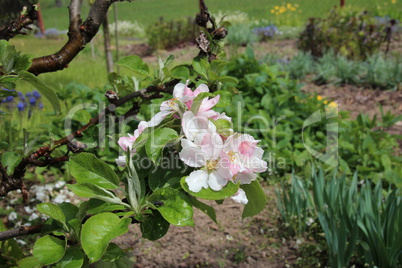 Apfelbaum Blüte im Garten