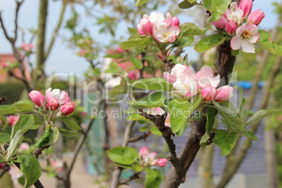 Apfelbaum Blüte im Garten