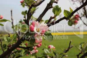 Apfelbaum Blüte mit Rapsfeld