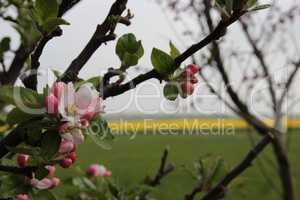Apfelbaum Blüte mit Rapsfeld