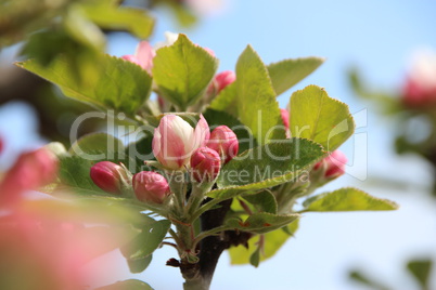 Apfelbaum Blüte