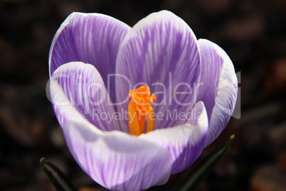 Lila Frühling mit Krokus, Safran, makro