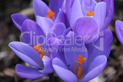 Lila Frühling mit Krokus, Safran, makro