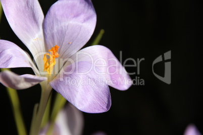 Lila Frühling mit Krokus, Safran, makro