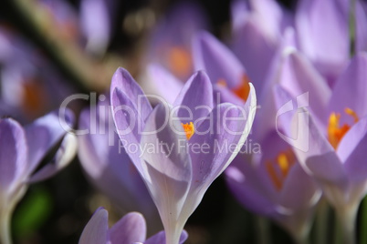 Lila Frühling mit Krokus, Safran, makro