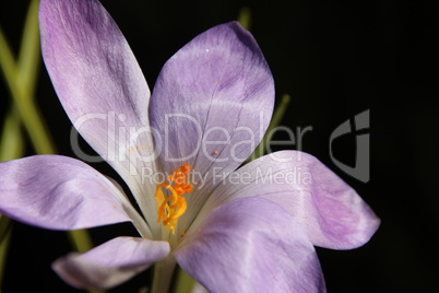 Lila Frühling mit Krokus, Safran, makro