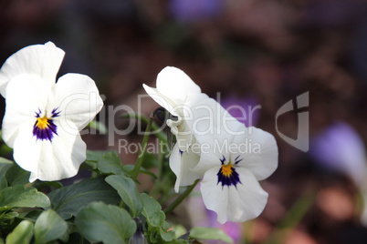 Frühlingsblumen in der Küche