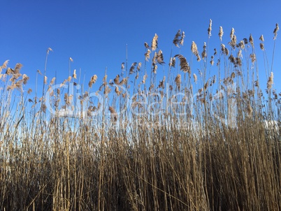 Wintertag am See