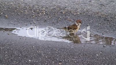 Ein Sperling badet in einer Wasserlache
