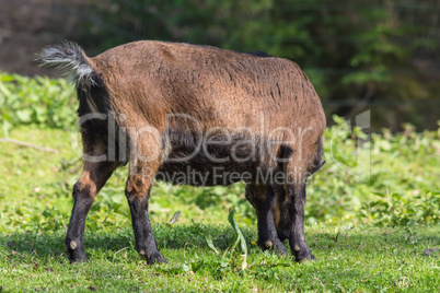 Braune Ziege auf einer Wiese