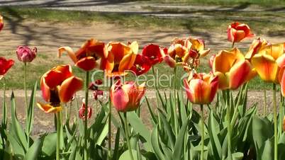 Rote und rotgelbe Tulpen