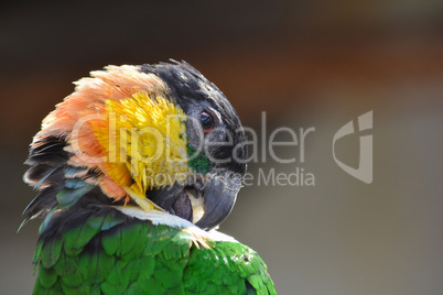 Parrot cleans feathers