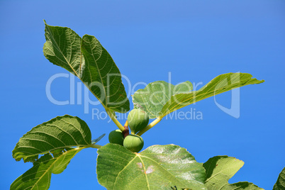 Green figs on a branch