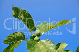 Green figs on a branch