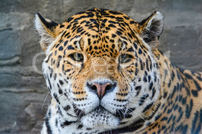 Young jaguar portrait