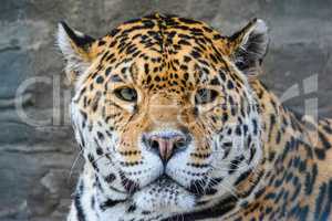 Young jaguar portrait