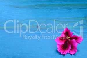 Wooden background with pink flower