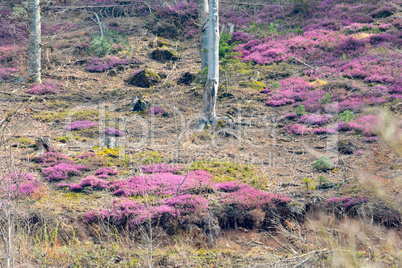 Blooming heather in rare forest