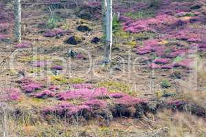 Blooming heather in rare forest