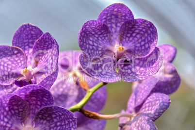 Orchids