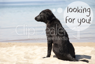 Dog At Sandy Beach, Text Looking For You