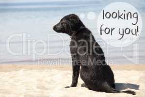 Dog At Sandy Beach, Text Looking For You