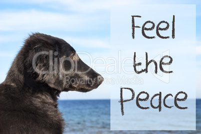 Dog At Ocean, Text Feel The Peace