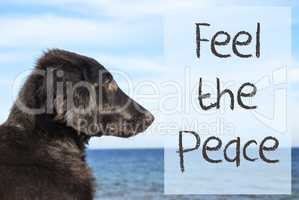 Dog At Ocean, Text Feel The Peace