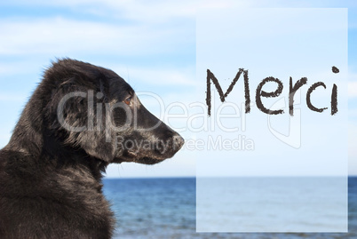 Dog At Ocean, French Text Merci Means Thank You