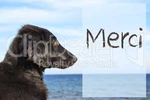 Dog At Ocean, French Text Merci Means Thank You