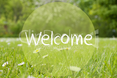 Gras Meadow, Daisy Flowers, Text Welcome