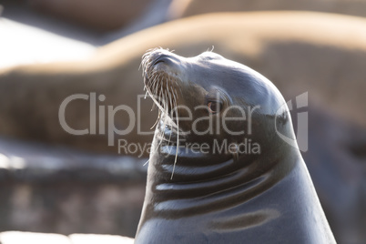 California Sea Lion (Zalophus californianus) Headshot.