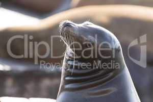 California Sea Lion (Zalophus californianus) Headshot.