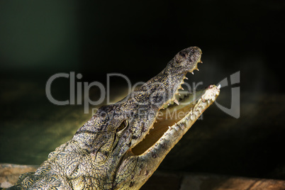 Crocodile in Hamat Gader, Israel .