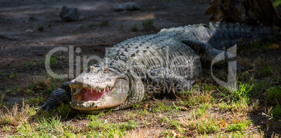 Crocodile in Hamat Gader, Israel .